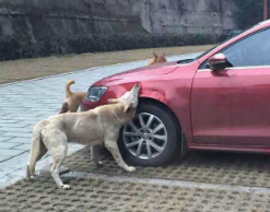 Бродячие собаки отомстили грубому водителю
