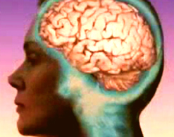Ученые: женский мозг моложе мужского