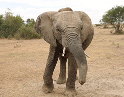 Слоны – животные полезные и опасные