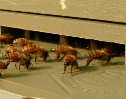 Неправильные пчелы: омич отдал 66000 руб. за пустые ульи