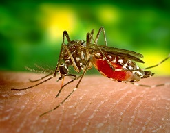 Комары выбирают «вкусных» людей по генам