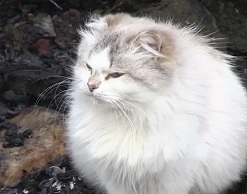 Кот спас свою хозяйку от верной гибели в огне пожара