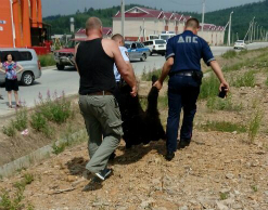 Полиция Тынды застрелила напугавшего горожан медведя