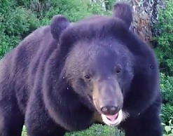 Застенчивый медведь сломал снимавшую его фотокамеру 