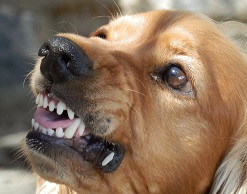 Стая собак насмерть загрызла пенсионерку в Подмосковье