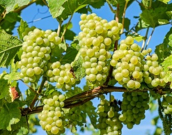Виноград — идеальное средство от простуд