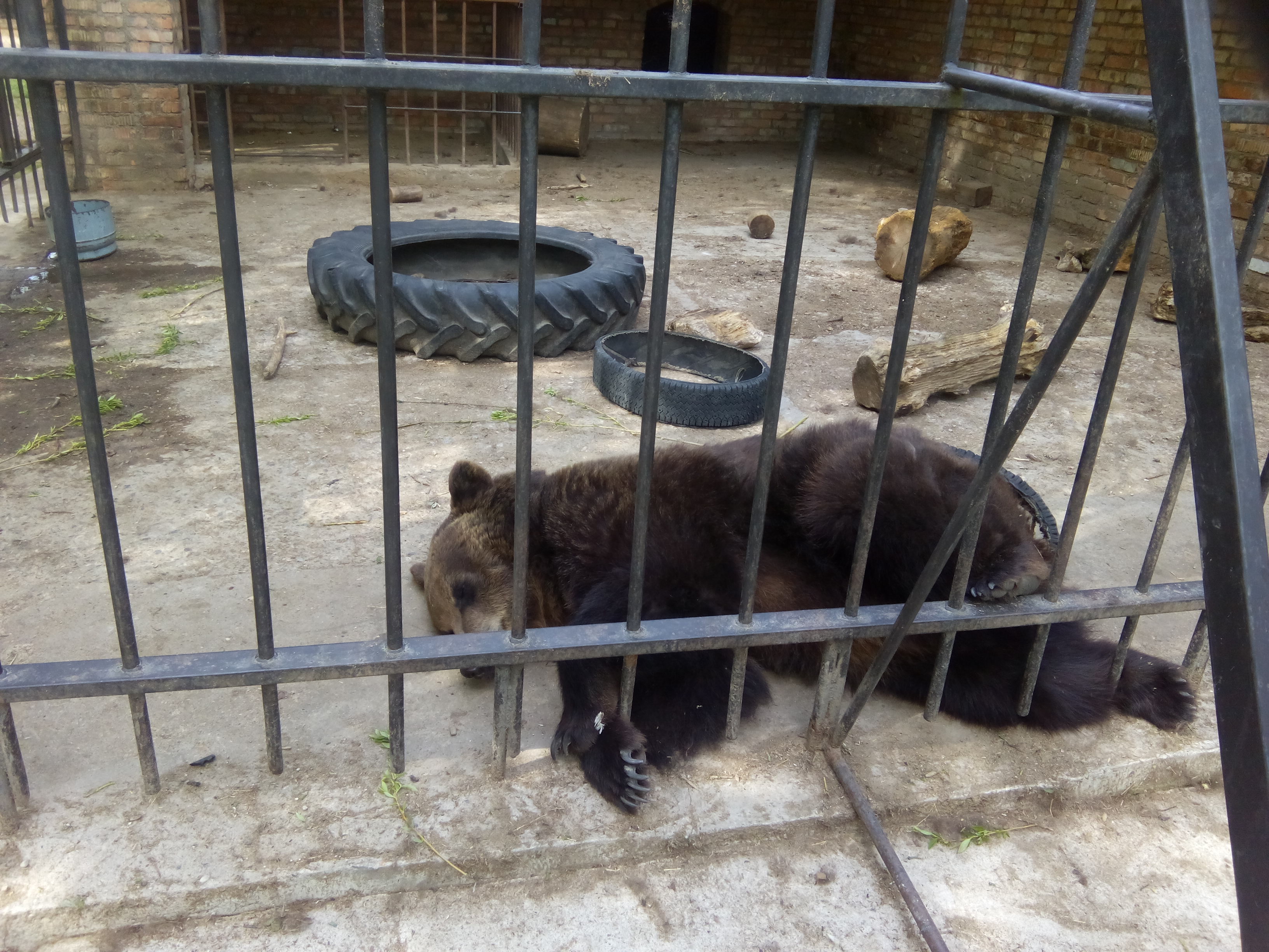 В Таганроге ищут мужчину, который гулял с медведем