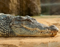 В подвалах Петергофа найден двухметровый крокодил