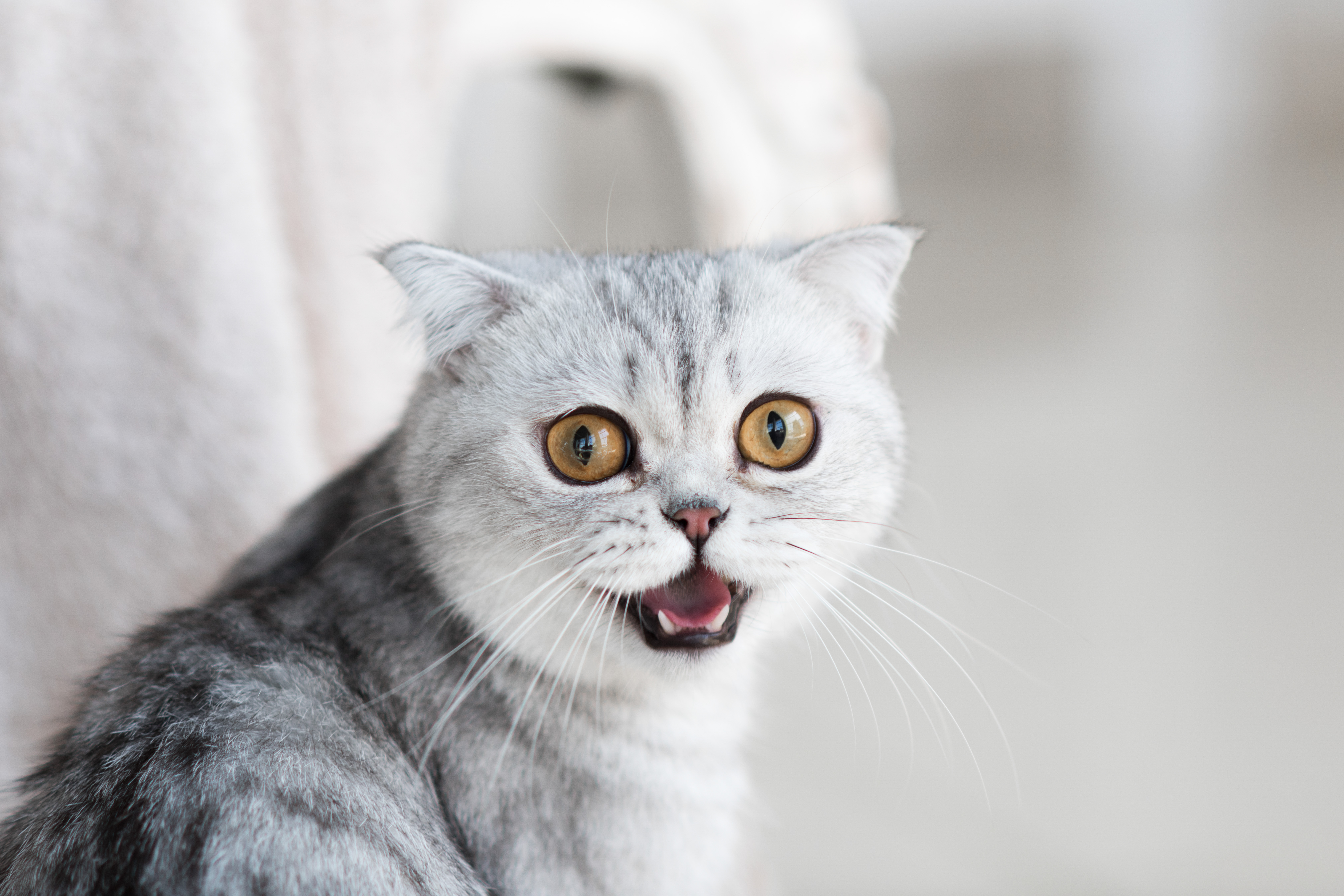 Ученые узнали, как избавиться от аллергии на кошек