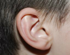От потери слуха спасет новый препарат