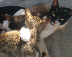 Кошки выкормили детенышей каракала и сервала