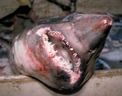 Пляж Мальорки закрыли из-за акулы-самоубийцы