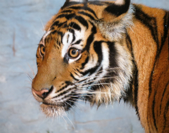 Браконьер заплатит 1,7 млн рублей за убитого тигренка