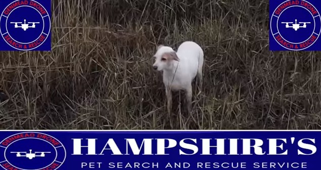 Британский дрон с привязанной сосиской спас собаку из болота