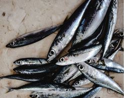 Ученые: употребление рыбы снижает риск развития диабета