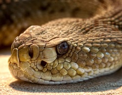 В США мужчину укусила отрезанная голова змеи