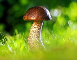 Роскачество научило россиян правилам сбора грибов