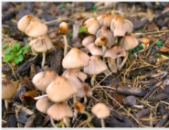 В Подмосковье задержан белорус, выращивающий наркосодержащие грибы