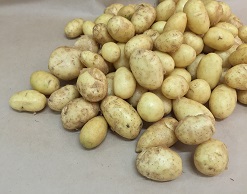 Роскачество научило россиян «здорово» жарить картошку