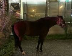 В Петербурге лошадь откусила нос пьяному мужчине