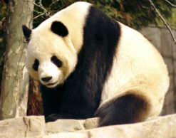 Китаец получил $80 тысяч за укус панды