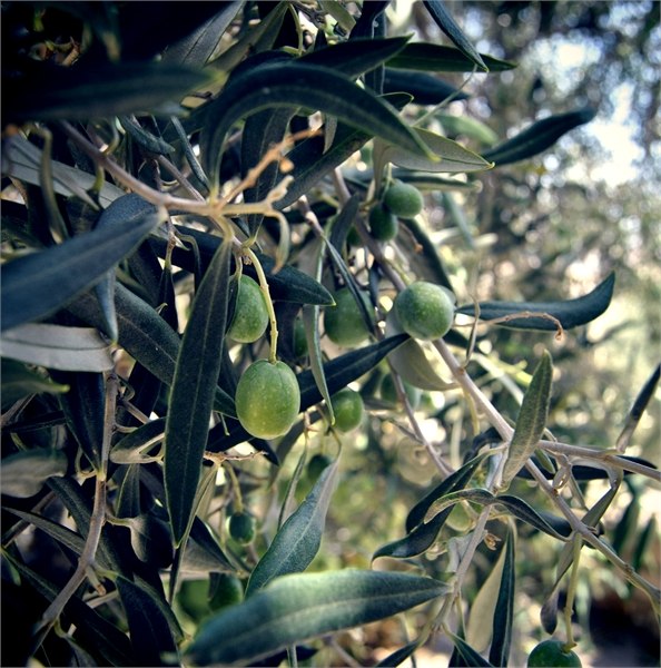 Оливковое масло защитит ваше сердце
