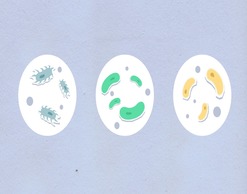 Микробы приспосабливаются к питанию пластиком