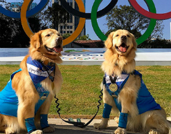 Бразилия проводит собачью Олимпиаду