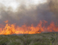В Рязанской области лесной пожар уничтожил 7 домов