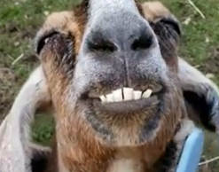 Старая коза покорила интернет улыбкой