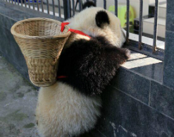 В Китае нашли настоящую "кунг-фу панду"
