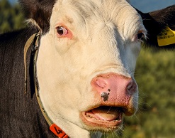 Гаишник оштрафовал коров на 700 руб за нарушение ПДД