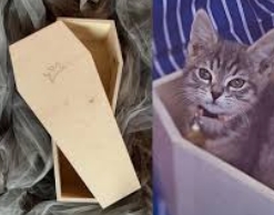 Москвич попал в Склиф из-за нелегальной кремации кота