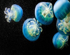 Ученые считают медуз очень полезным блюдом