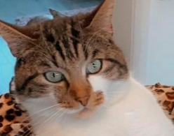 Мурминатор: кот выжил после трех покушений на его жизнь
