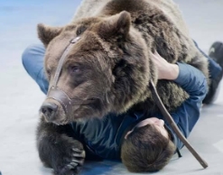 В Большом Московском цирке медведь загрыз уборщика