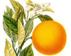 Апельсины помогут похудеть к Новому году