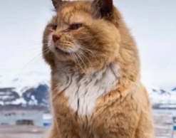 На Шпицбергене умер легендарный кот-песец Кеша