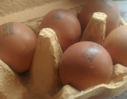 Ученые запретили хранить яйца на дверце холодильника
