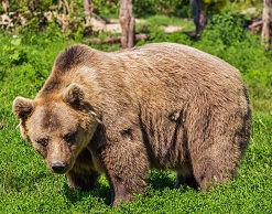 Под Екатеринбургом медведь пришел на семейный пикник