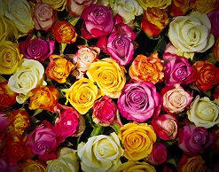 Не только эмблема любви: роза - прекрасное лекарство