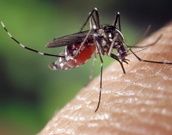 Медики поведали о вреде расчесывания укусов комаров