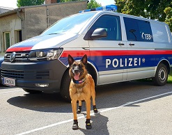 Полицейским собакам Вены выдали ботинки от жары
