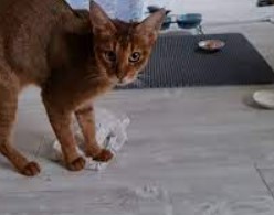Кошка из Петербурга моет дома полы и учит этому котят