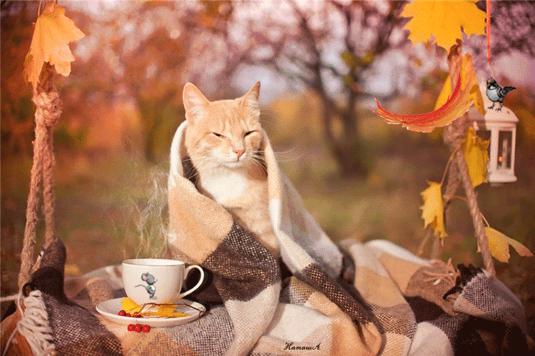 113562_original.gif 113562_original.gif